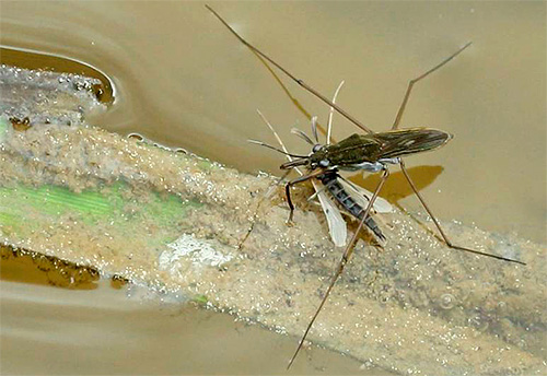 Pepijat water strider biasanya memakan serangga kecil.