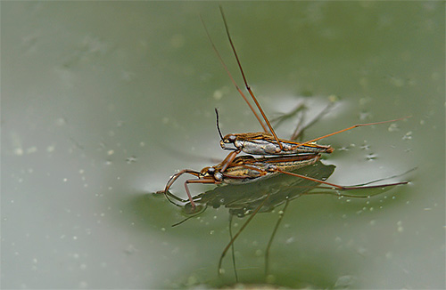 Pengeluaran semula pepijat water strider