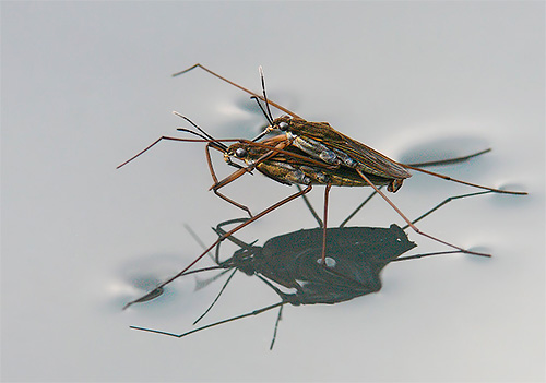 Water striders mengawan