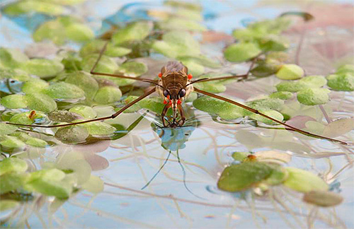 Water striders hampir tidak pernah menggigit manusia.