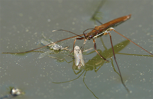 Kaki hadapan pepijat water strider adalah pendek