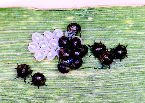 Larva kutu busuk penyu berbahaya pada usia pertama