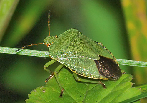 Pepijat hijau (jika tidak - pepijat pokok atau perisai)