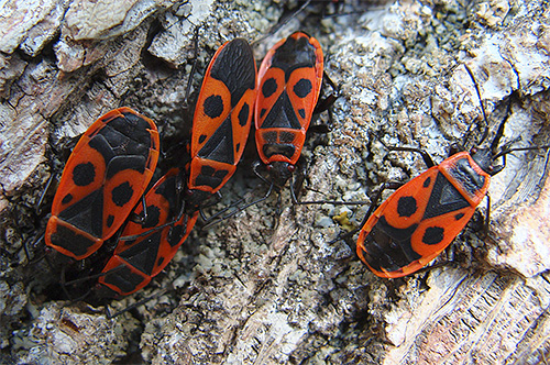 حشرة الجندي (Pyrrhocoris Apterus)