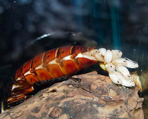 Larva keluar dari betina