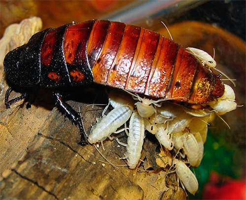 Pada mulanya, larva berwarna putih