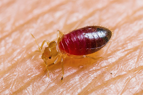 Foto larva pepijat sedang meminum darah