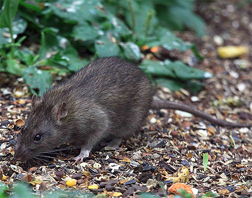 Tikus kelabu adalah pembawa wabak