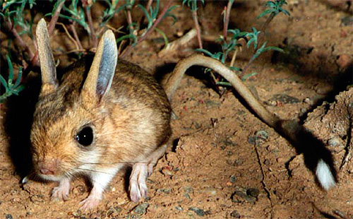 Jerboa kecil - pembawa wabak di Asia Tengah