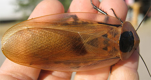 Lipas Kepala Mati (Blaberus craniifer)