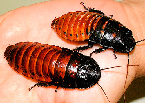 Lipas mendesis Madagascar (Gromphadorrhina portentosa)