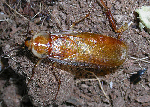 Shelfordella tartara, lelaki