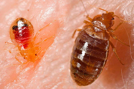 Foto: larva pepijat dan orang dewasa minum darah