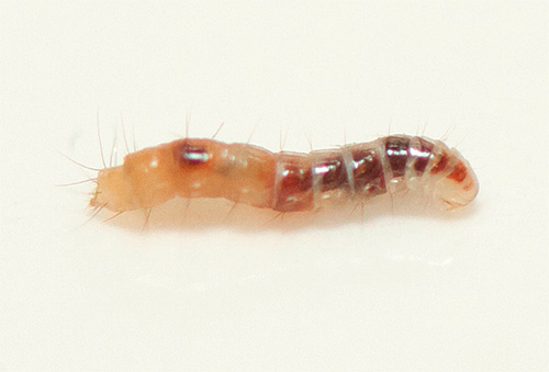 Beginilah rupa larva kutu