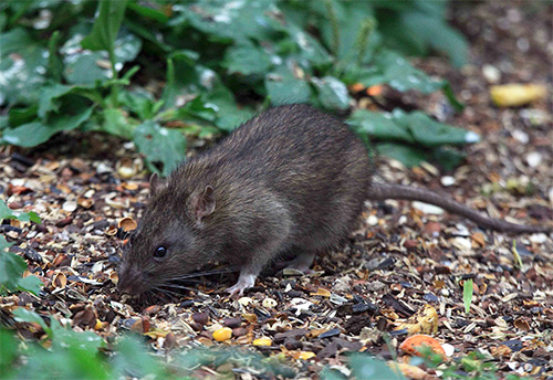 Tikus adalah pembawa kutu dan bersamanya penyakit manusia yang berbahaya.