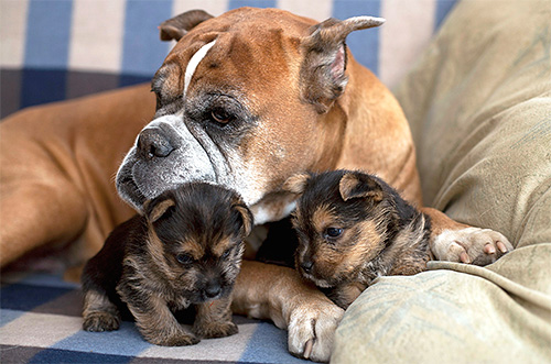 Dari anjing kutu, parasit mudah disebarkan kepada anak anjing.