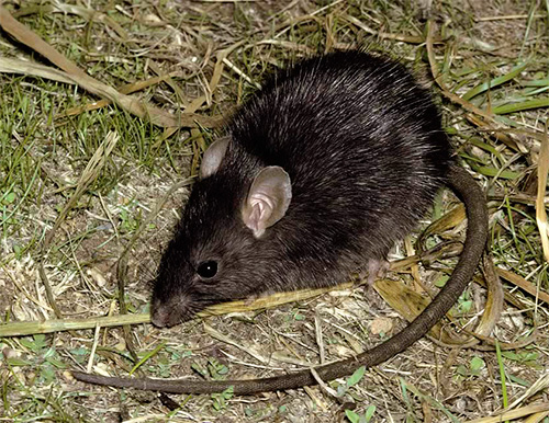 Kutu tikus berpotensi menjadi pembawa wabak bubonik