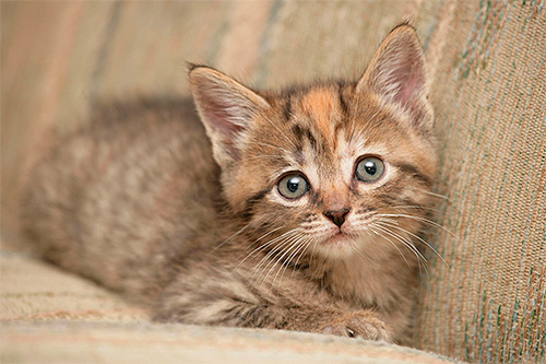 Adalah penting bukan sahaja untuk mengeluarkan kutu dari anak kucing, tetapi untuk melakukannya dengan selamat yang mungkin untuk bayi.