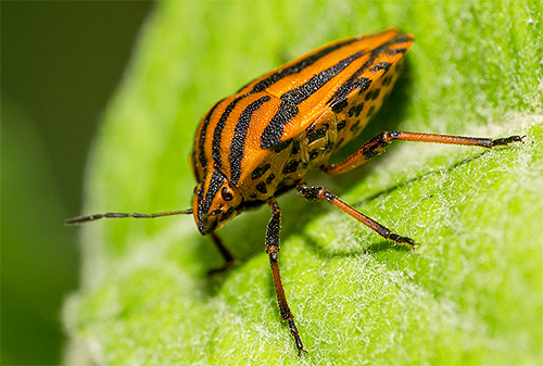 Perisai diperintah, atau Graphosoma lineatum lineatum