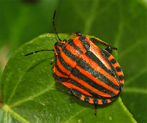 حشرة الدرع الإيطالية ، أو Graphosoma lineatum italicum