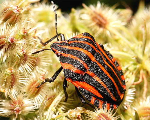 Graphosoma lineatum italicum في عدسة ماكرو