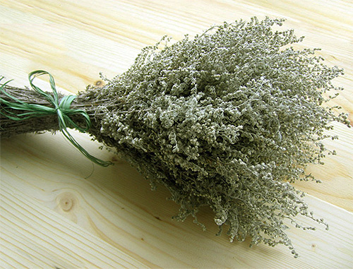 Cawangan wormwood - berkesan untuk menghalau kutu