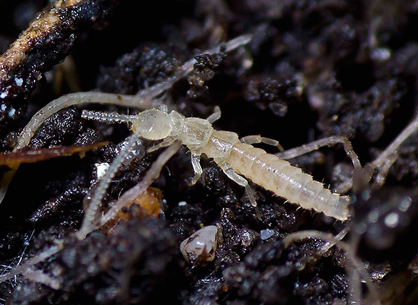 Podura (springtails) adalah serangga kecil, hampir putih yang kadang-kadang boleh ditemui dalam pasu bunga dengan tumbuhan.