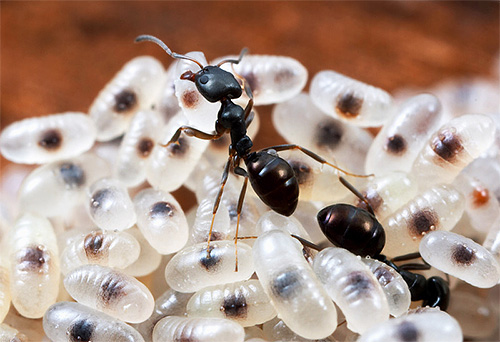 Larva banyak spesies semut tidak dapat makan sendiri.