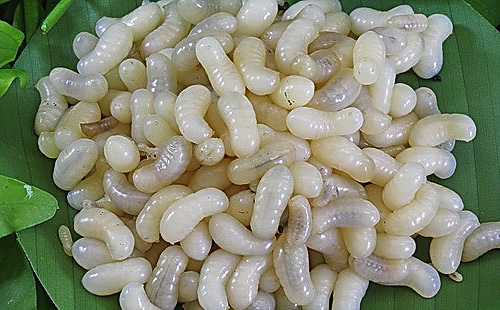 Larva semut kaya dengan protein, jadi ia boleh digunakan untuk memberi makan burung