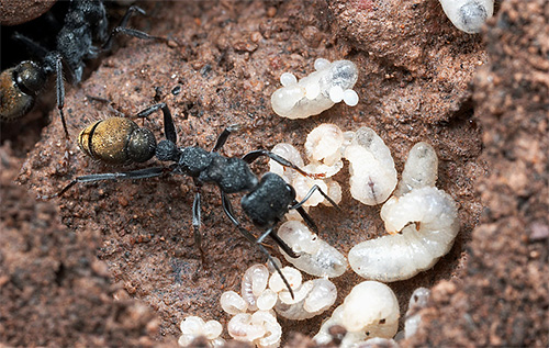 Apa yang difikirkan ramai bahawa telur semut sebenarnya adalah larva mereka.