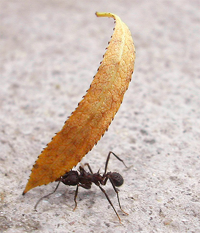 Dengan bantuan kaki dan rahang, semut mampu mengangkat beban yang besar.