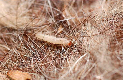 Larva rama-rama memakan kot bulu