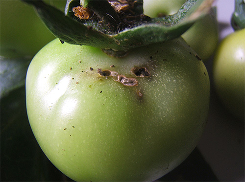 Larva rama-rama tomato menyebabkan kerosakan tanaman yang serius