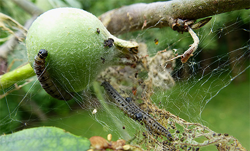 Larva rama-rama epal tidak akan membenarkan buah-buahan masak