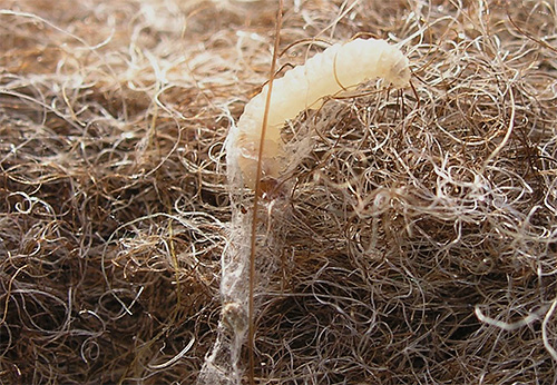 Larva rama-rama pakaian boleh makan bukan sahaja pakaian, tetapi juga gentian upholsteri perabot.