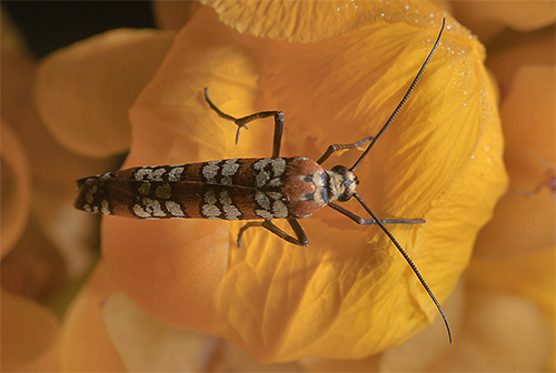 ممثل عثة ermine - عثة ailanthus