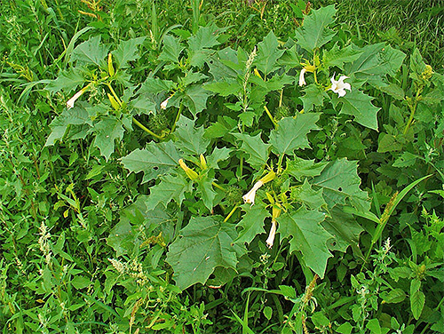 Rumpai datura tergolong dalam nightshade dan juga boleh menarik pelanduk kentang.