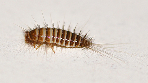 Larva Kozheed