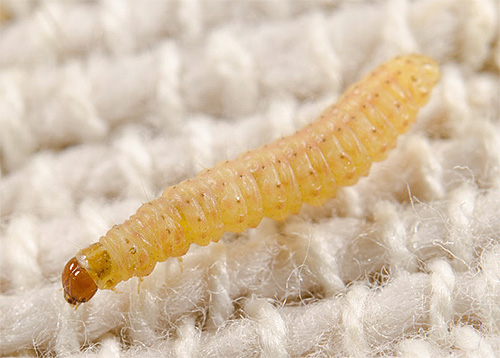 Larva rama-rama permaidani