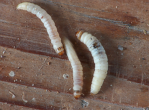 Dalam foto - larva rama-rama lilin (lebah).