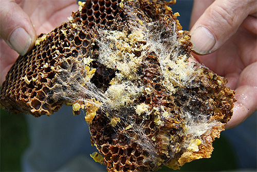 Larva yang muncul dari telur menyelubungi sarang lebah dengan lapisan sutera yang padat.