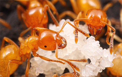 Pada awal kehidupan mereka, semut firaun menjaga larva.