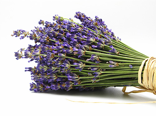 Rama-rama tidak menyukai bauan lavender yang kuat.