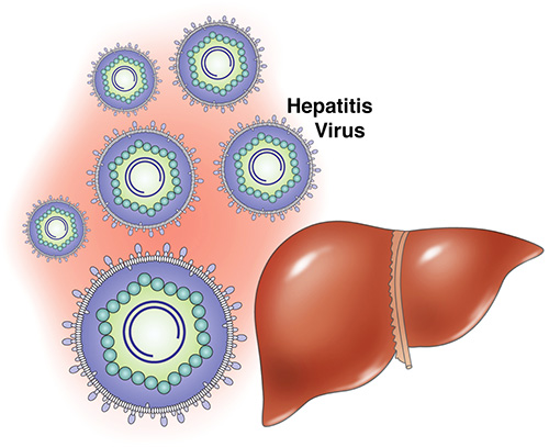 Kutu tidak boleh membawa hepatitis dan AIDS