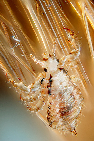 Biasanya, kutu betina melekatkan telur pada jarak kira-kira 2-3 cm dari akar rambut.