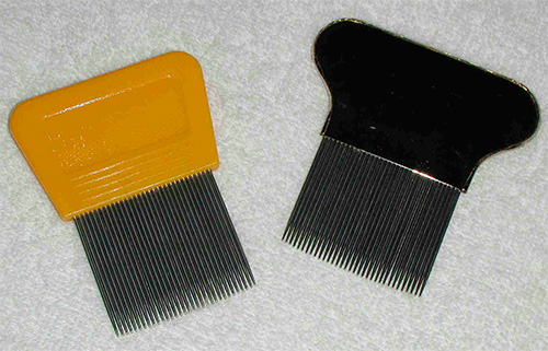 Sisir kutu