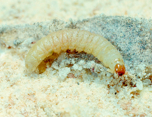 Larva rama-rama makanan (pelanduk tepung)