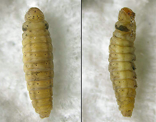 Dalam foto - larva rama-rama makanan, sedia untuk pupation