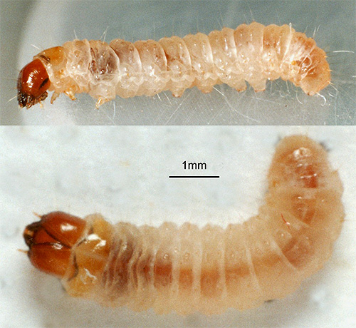 Terima kasih kepada alat mulut yang dibangunkan dengan baik, larva perabot dan rama-rama pakaian secara aktif memakan serat tisu.