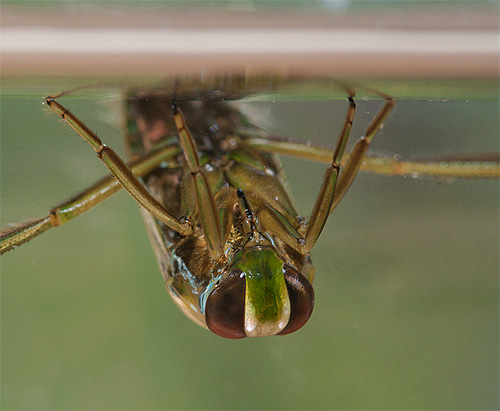 Mata pepijat air agak besar.